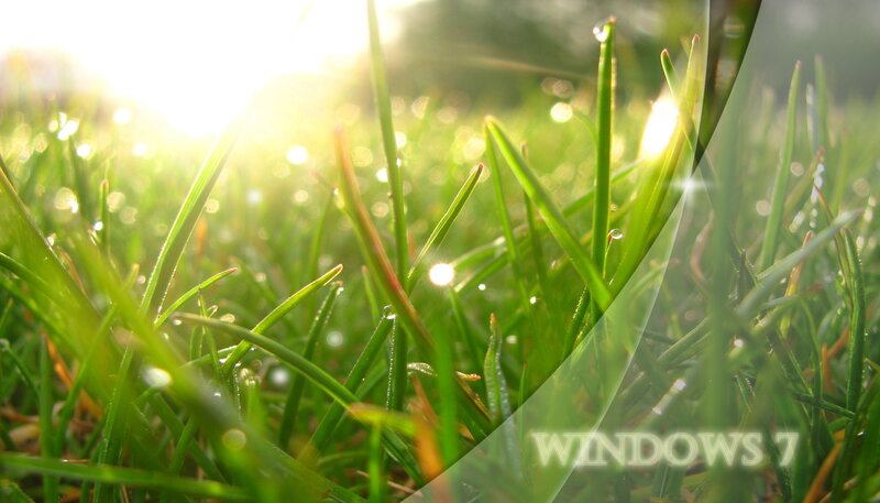 Green Grass with Dew — Serene, Morning, Photograph, Dew Drops, Sunlight, Yellow, Windows 7