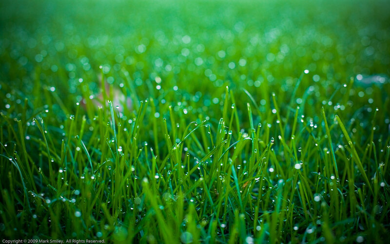 Green Grass with Dew — Serene, Morning, Photograph