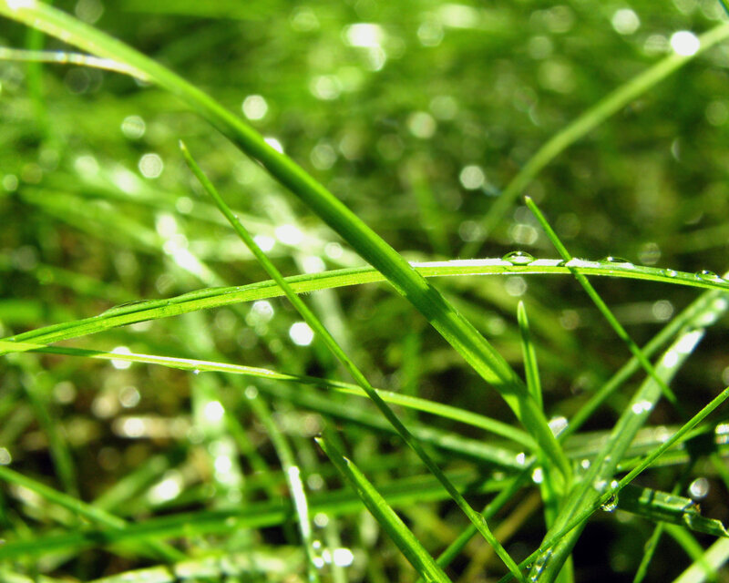 Green Grass with Dew — Serene, Morning