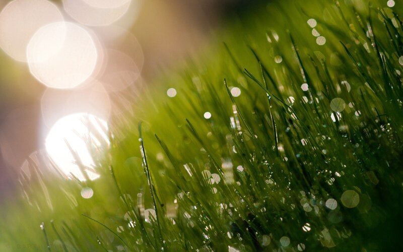 Green Grass with Dew — Sunlight, Yellow
