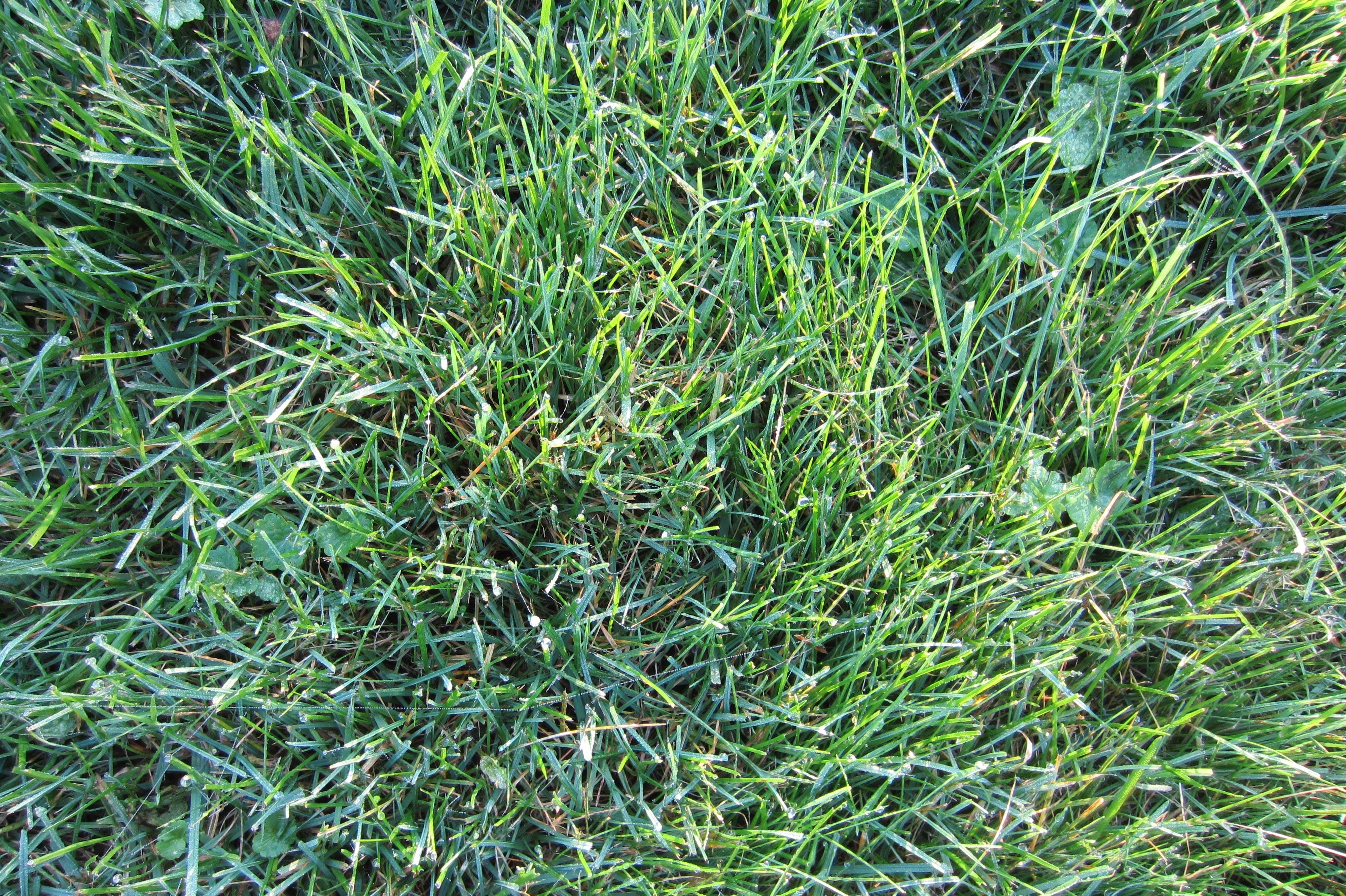 green grass with dew