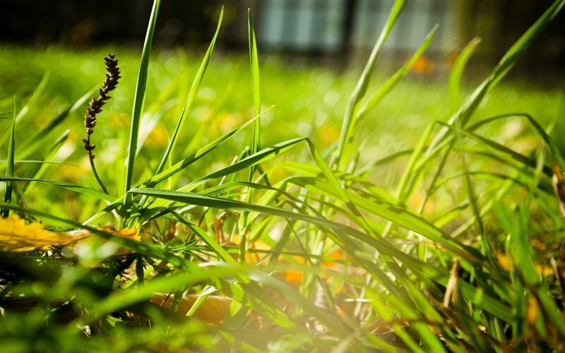 Green Grass with Flower