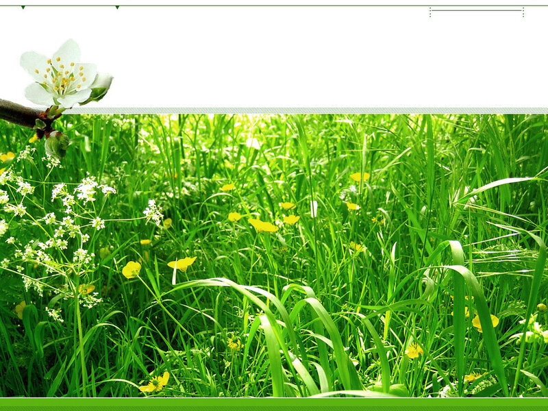 green grass with flowers