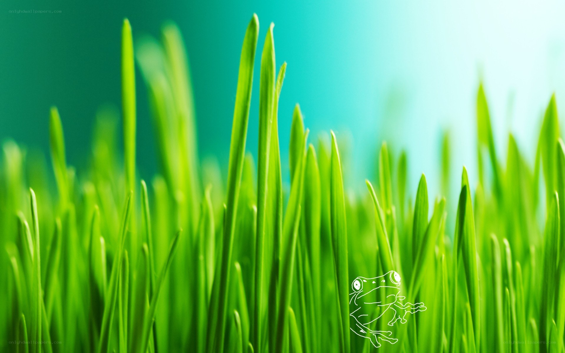 green grass with frog outline