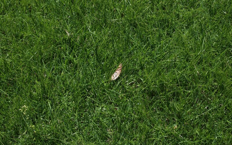 green grass with leaf