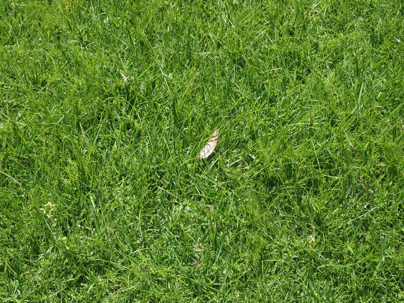 Green Grass with Leaf — Calm