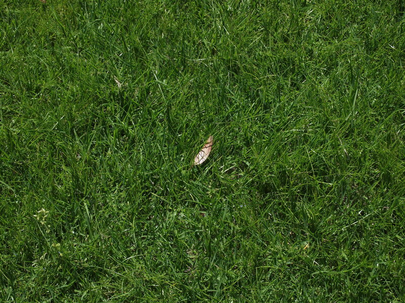green grass with leaf
