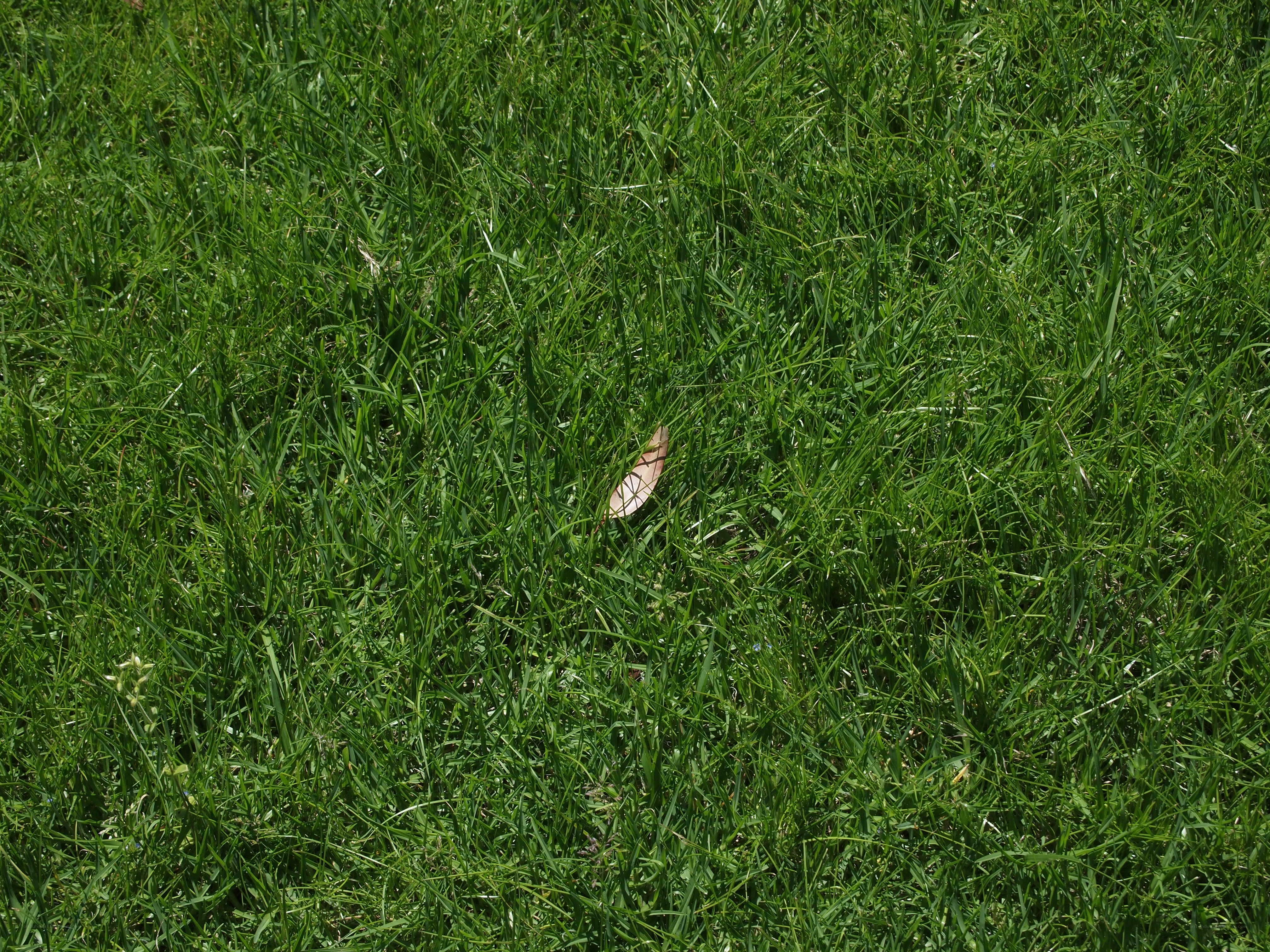 green grass with leaf