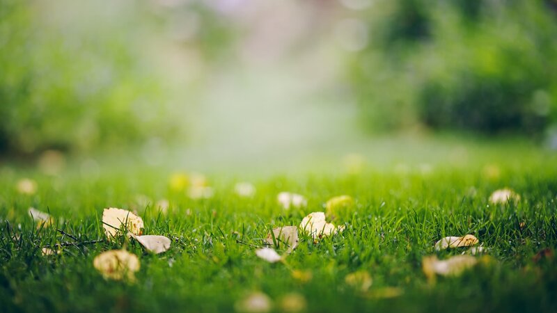 Green Grass with Leaves — Serene