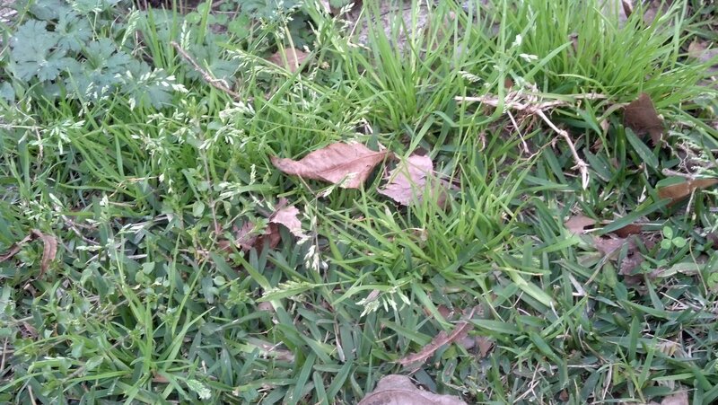 Green Grass with Leaves
