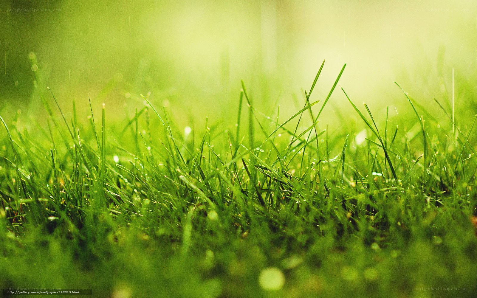 Green grass with raindrops