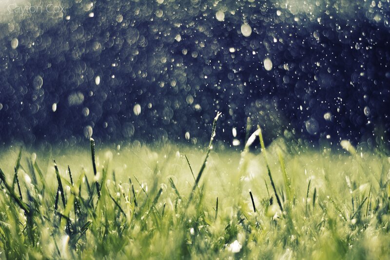 Green Grass with Raindrops — Calm