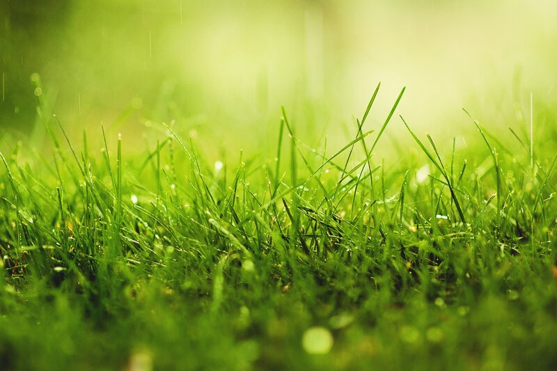 Green Grass with Raindrops — Serene