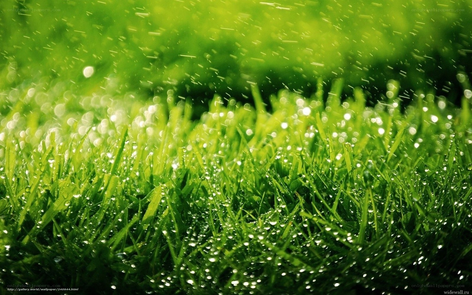 Green grass with raindrops