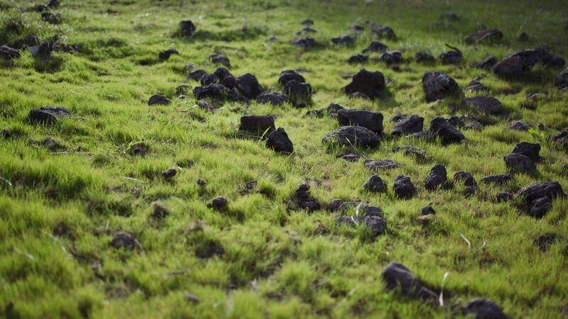 Green Grass with Rocks