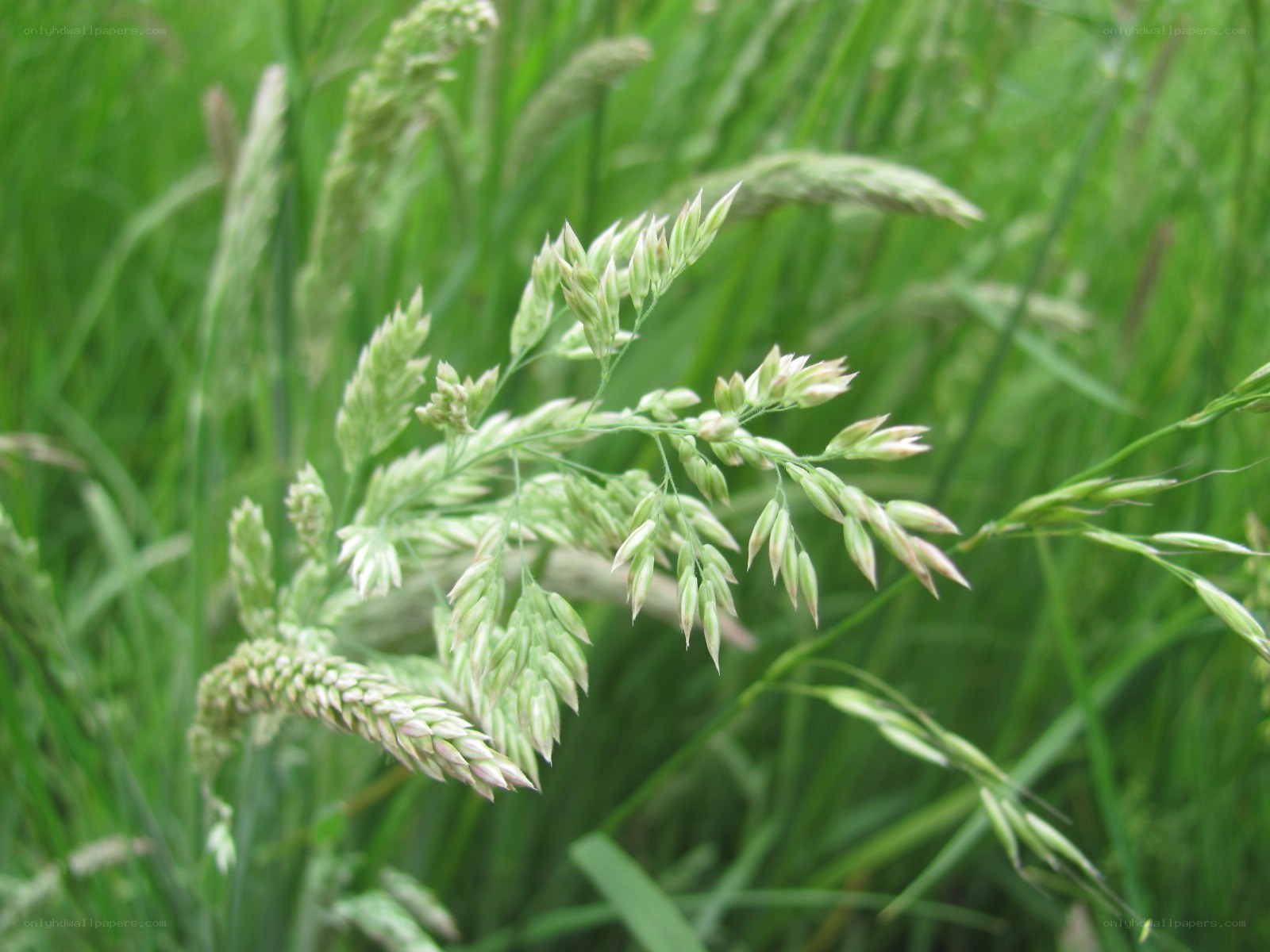 green grass with seed heads