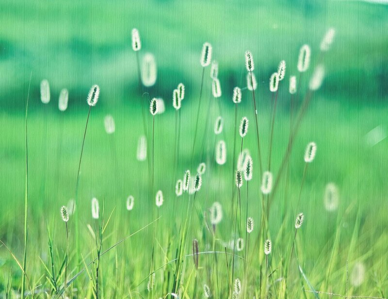 Green grass with seed heads