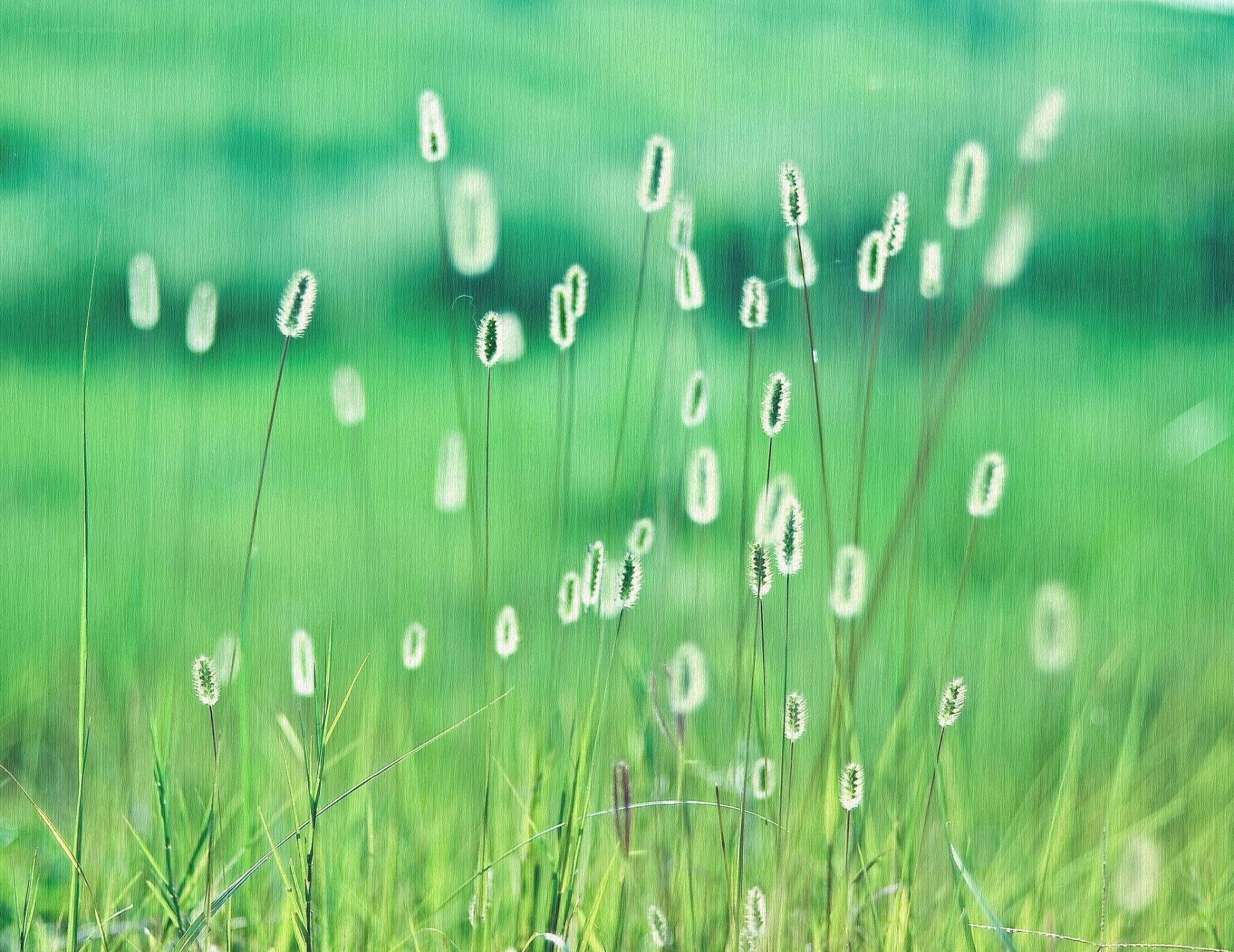 Green grass with seed heads