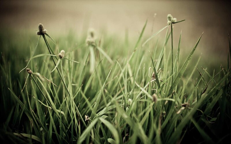 Green Grass with Seed Heads — Calm, Photograph