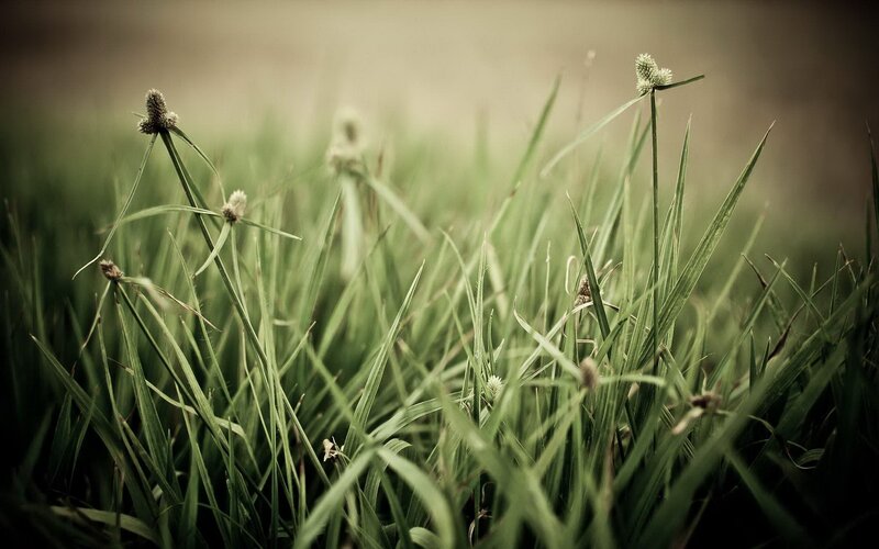 Green Grass with Seed Heads — Calm