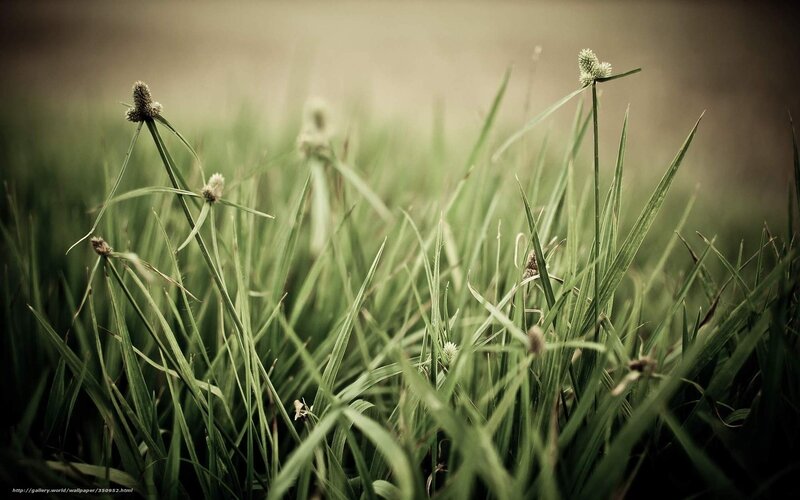 Green Grass with Seed Heads — Serene, Photograph