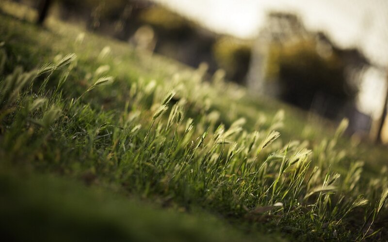 Green Grass with Seed Heads — Serene, Sunset