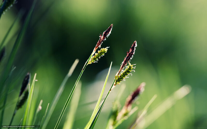 Green Grass with Seed Heads — Serene