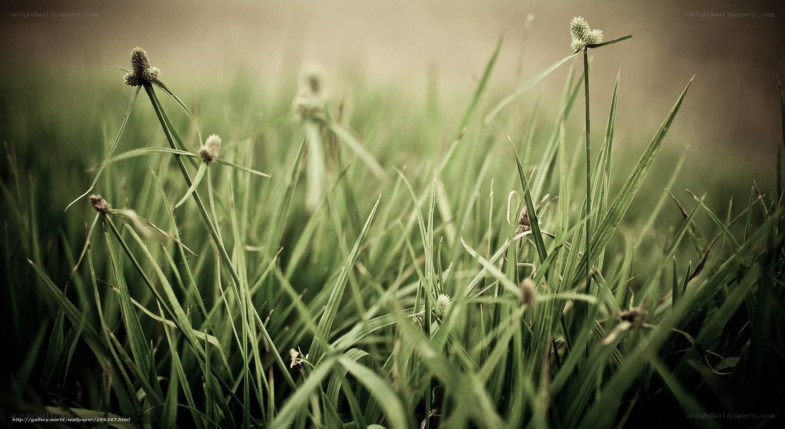 Green grass with seed heads