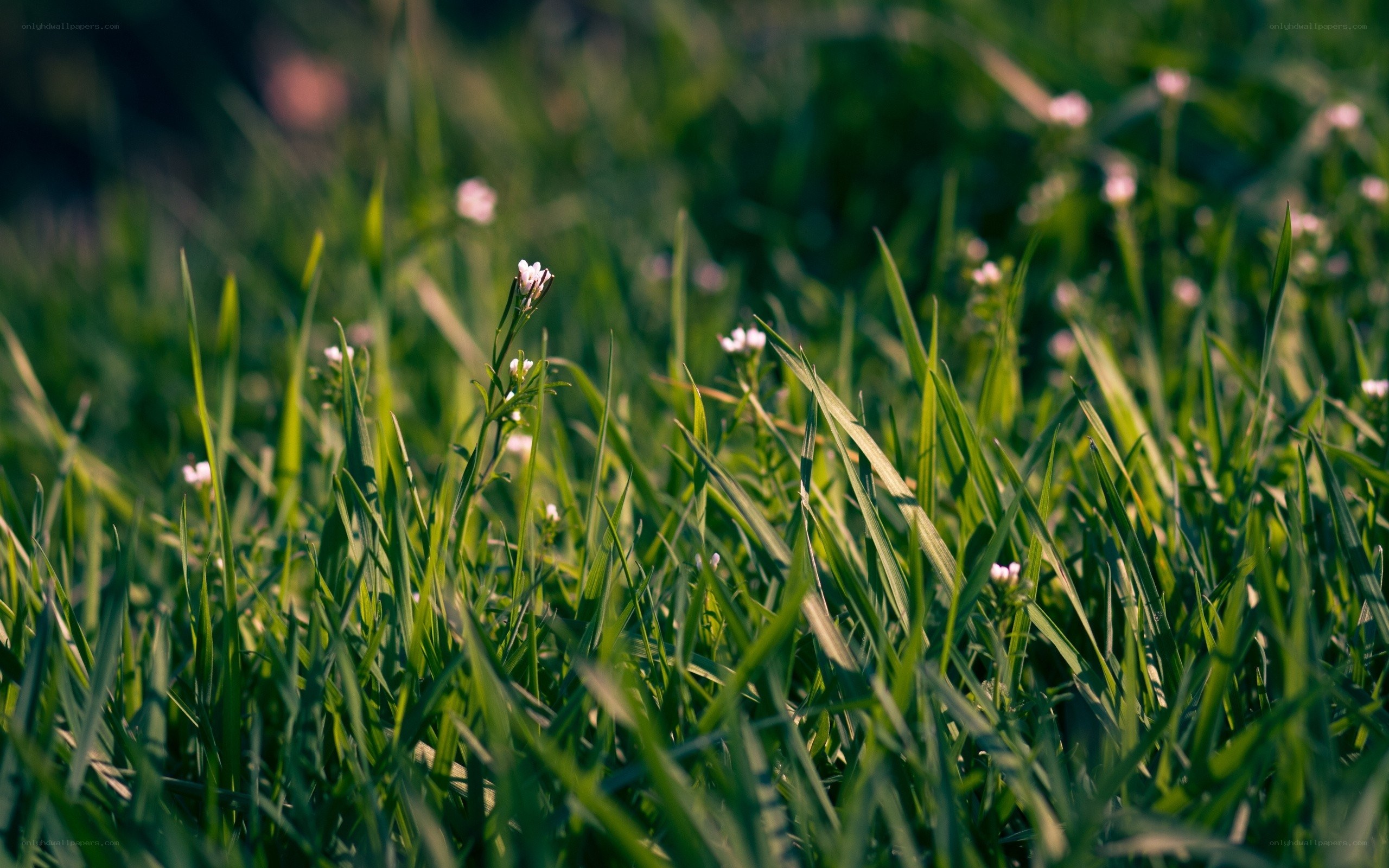 Green grass with small flowers