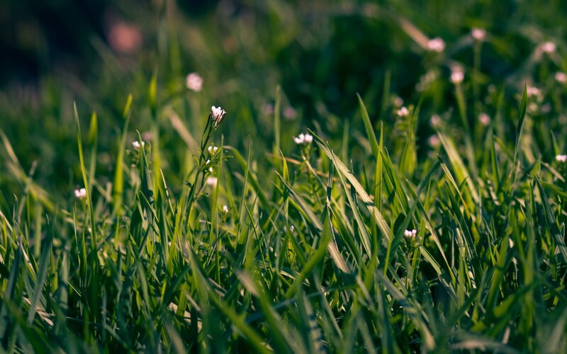 Green Grass with Small Flowers — Serene