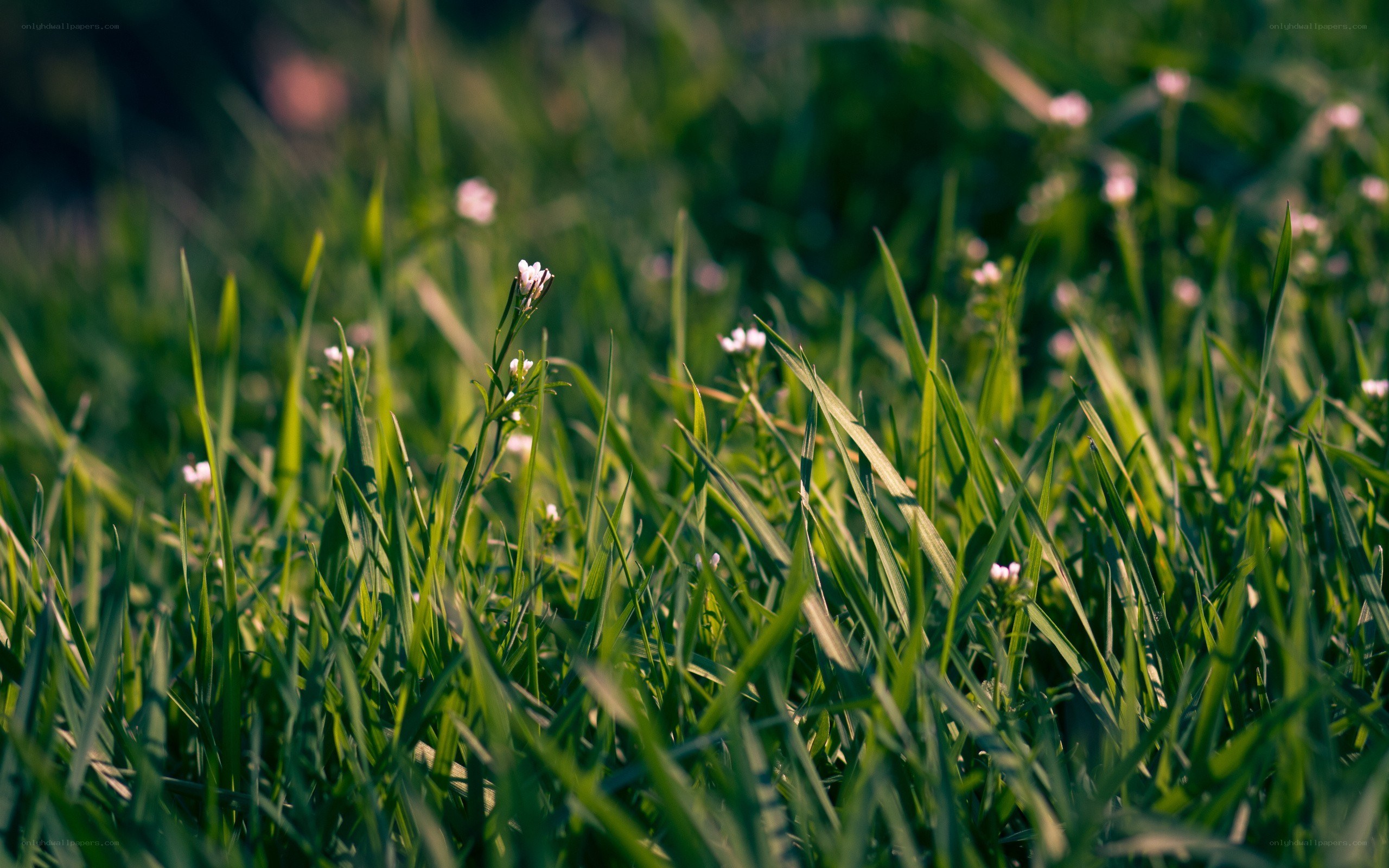 Green grass with small white flowers