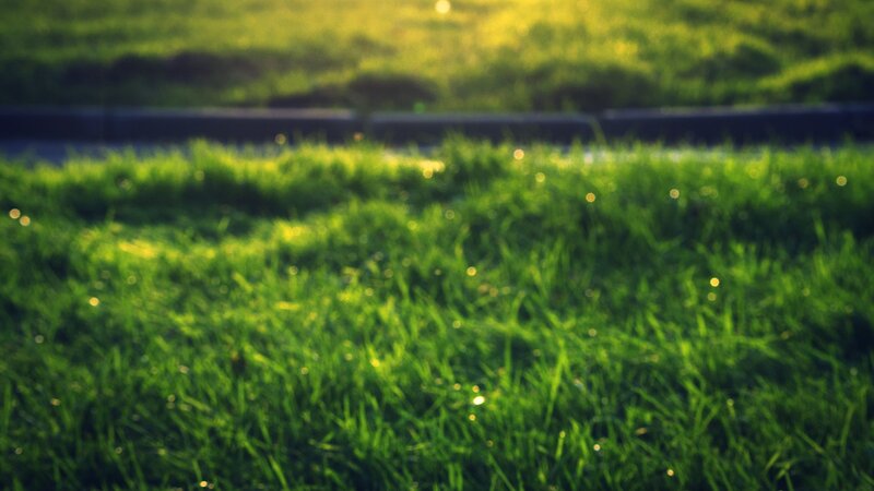 green grass with sunlight