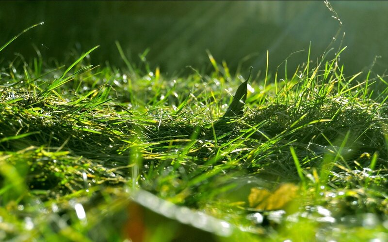 Green Grass with Sunlight — Serene