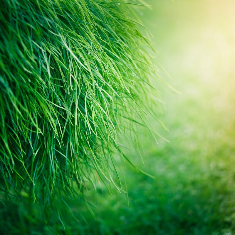 green grass with sunlight