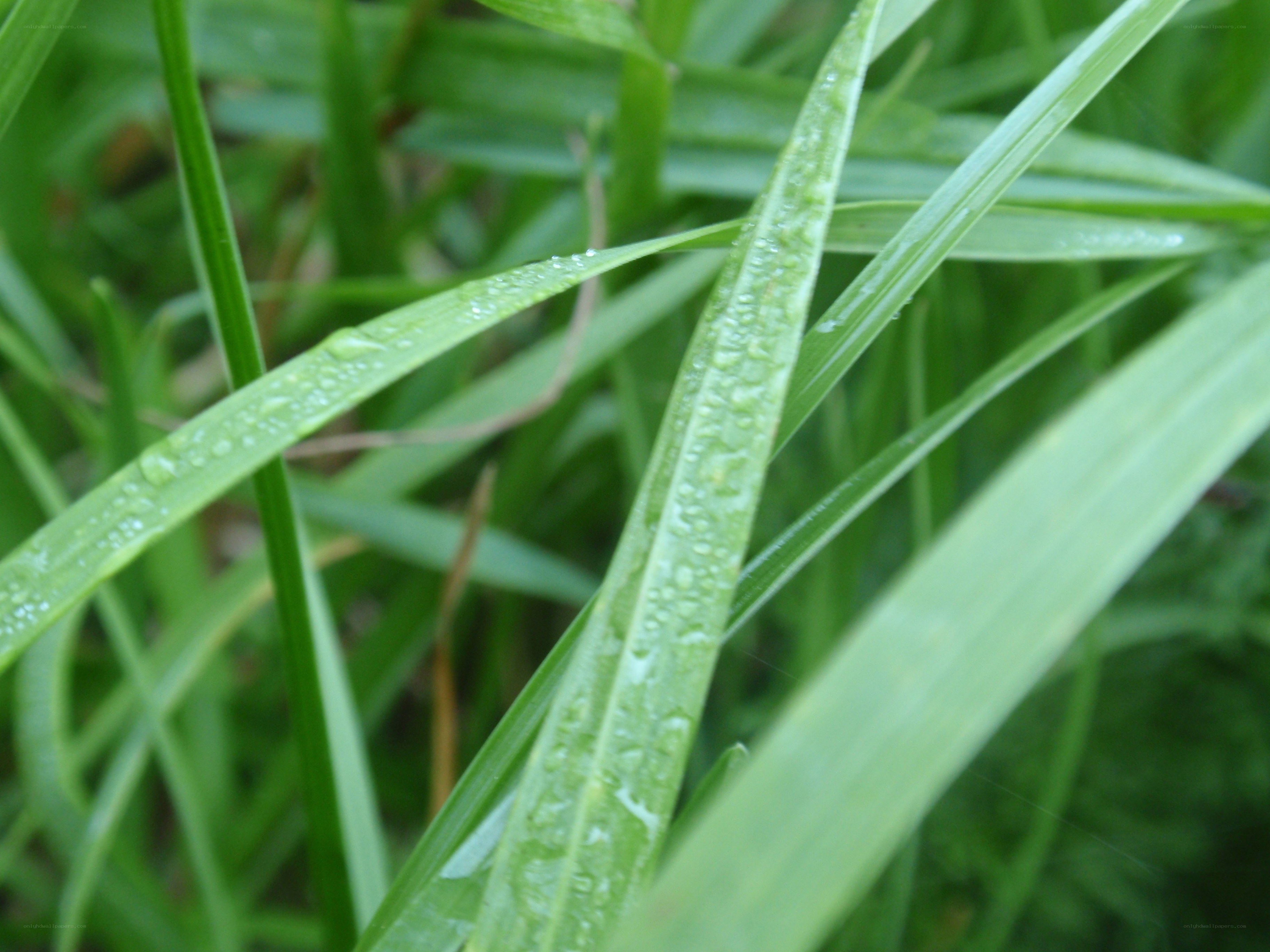 green grass with water droplets