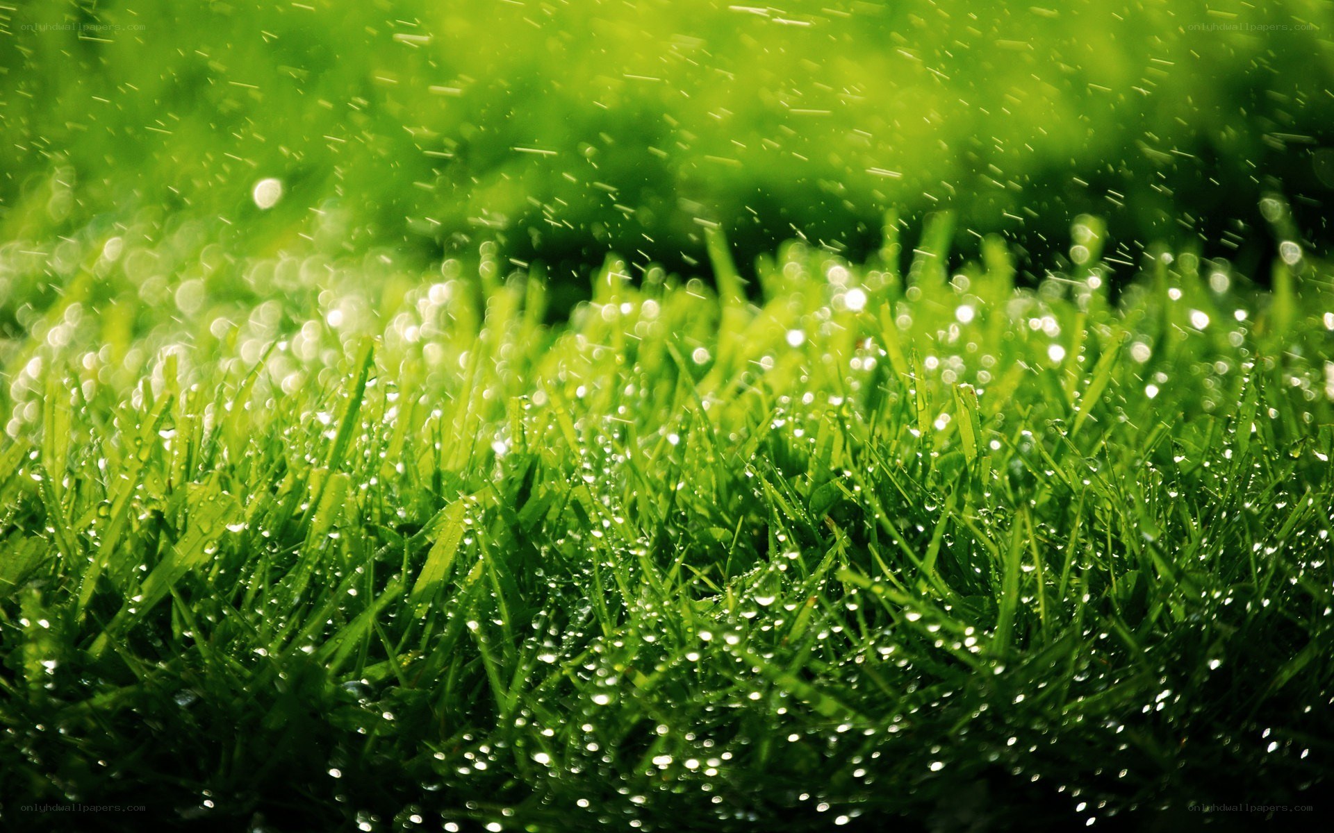 green grass with water droplets