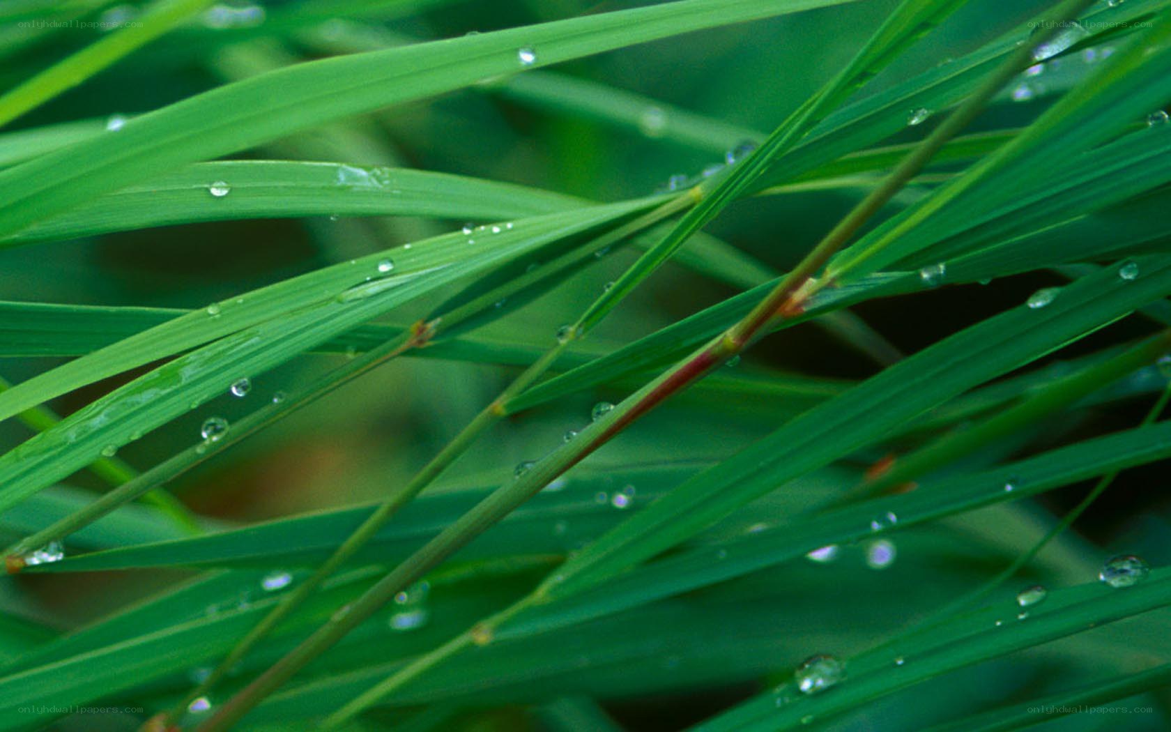 Green grass with water droplets
