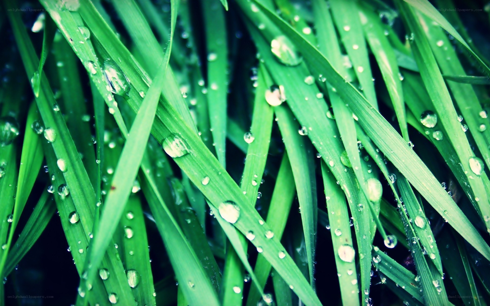 green grass with water droplets