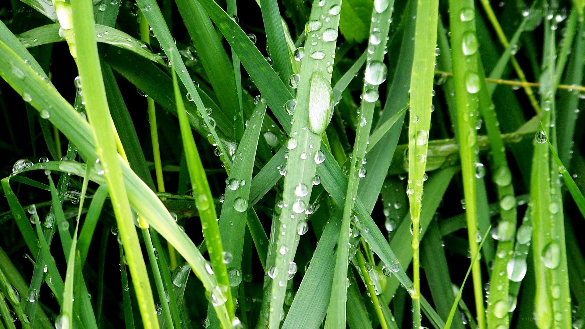 Green grass with water droplets