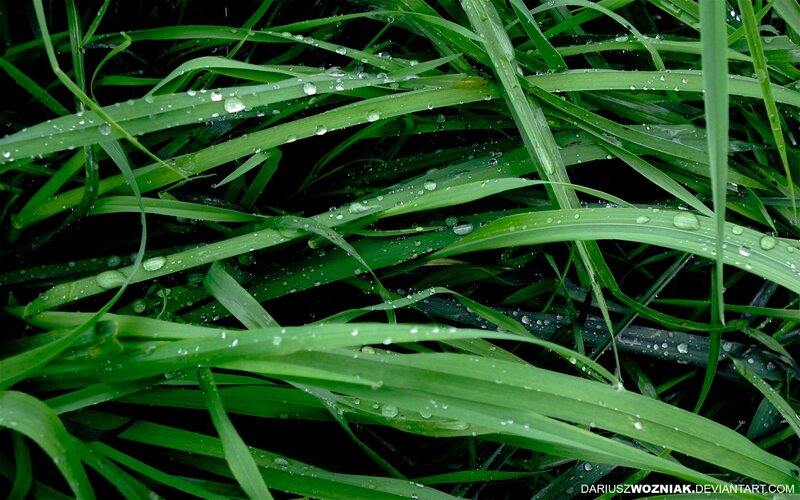 Green grass with water droplets