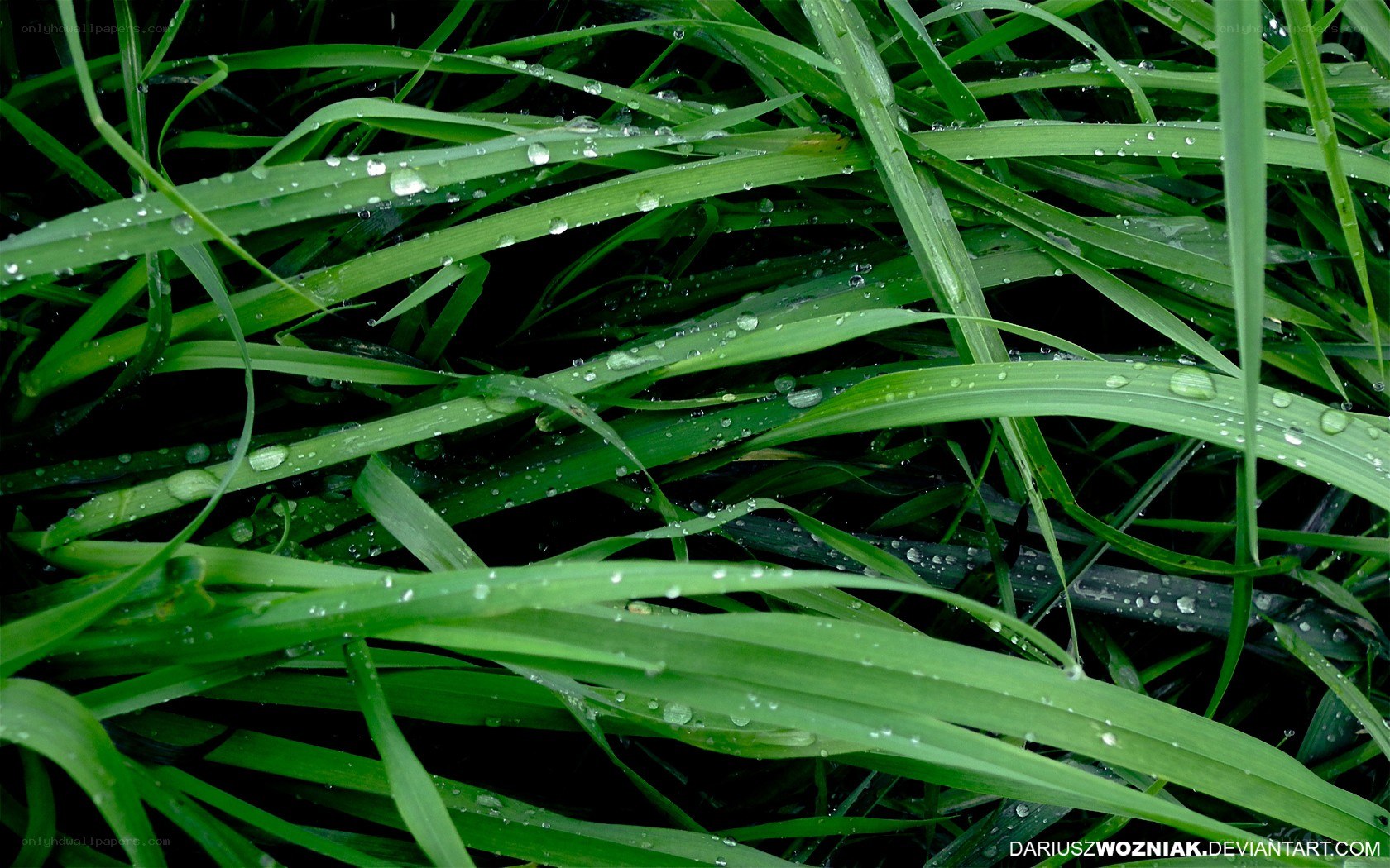 Green grass with water droplets