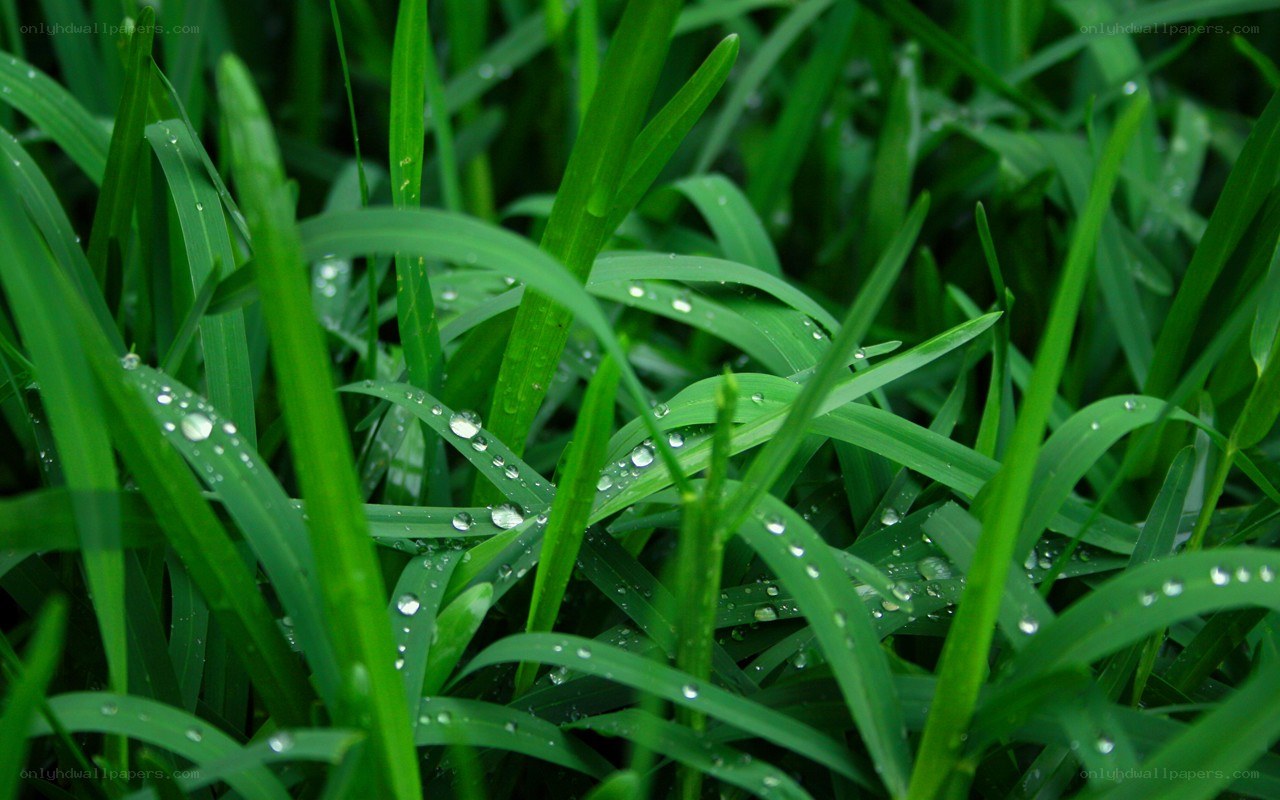 Green grass with water droplets