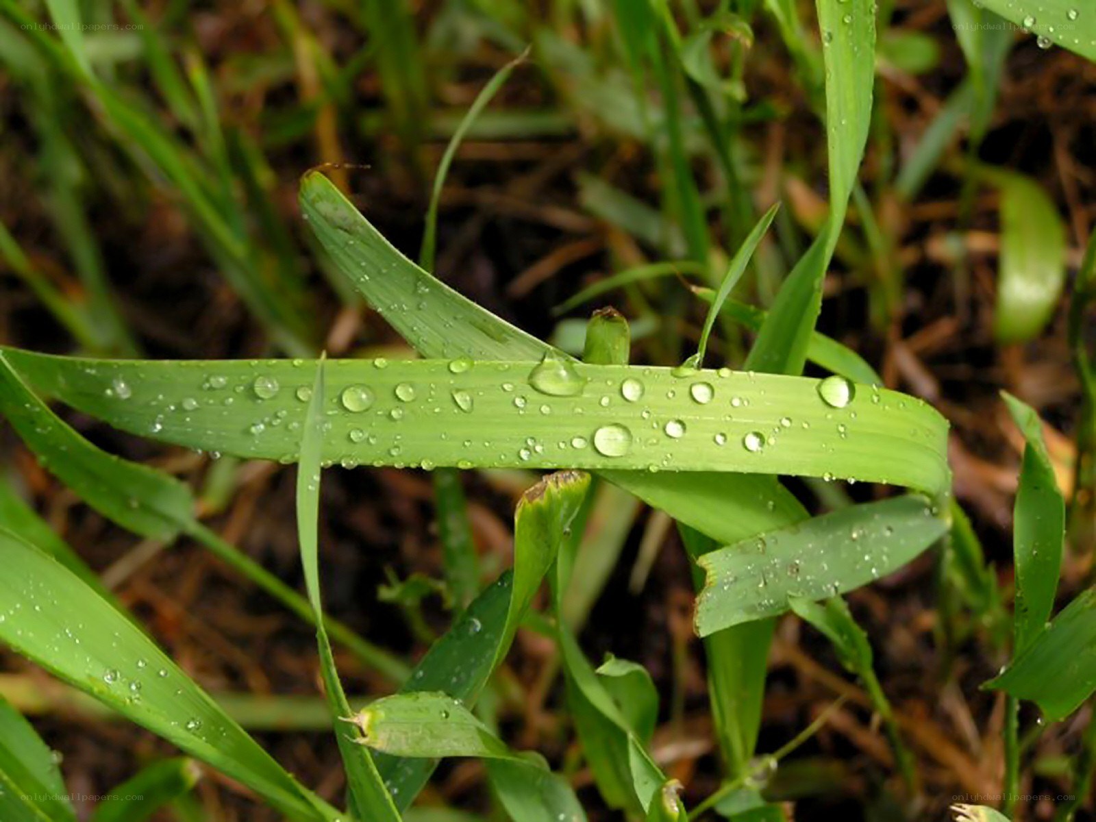 Green grass with water droplets