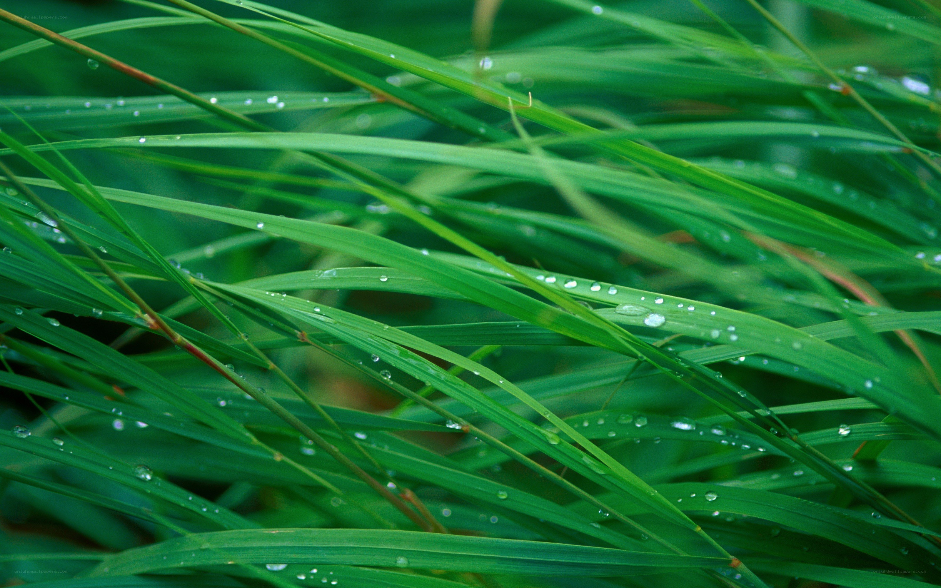 Green grass with water droplets