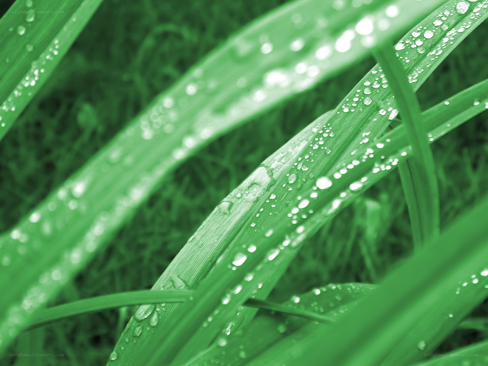 Green grass with water droplets