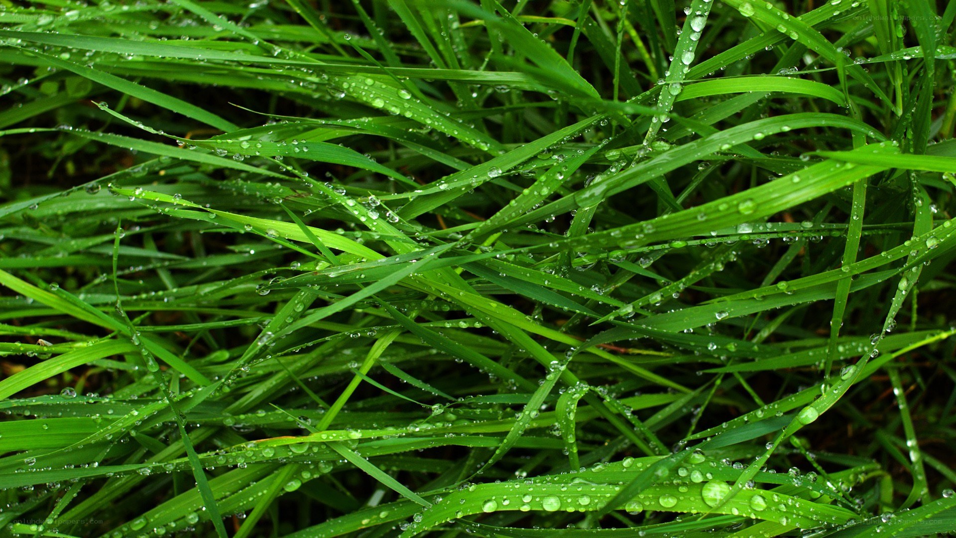 green grass with water droplets