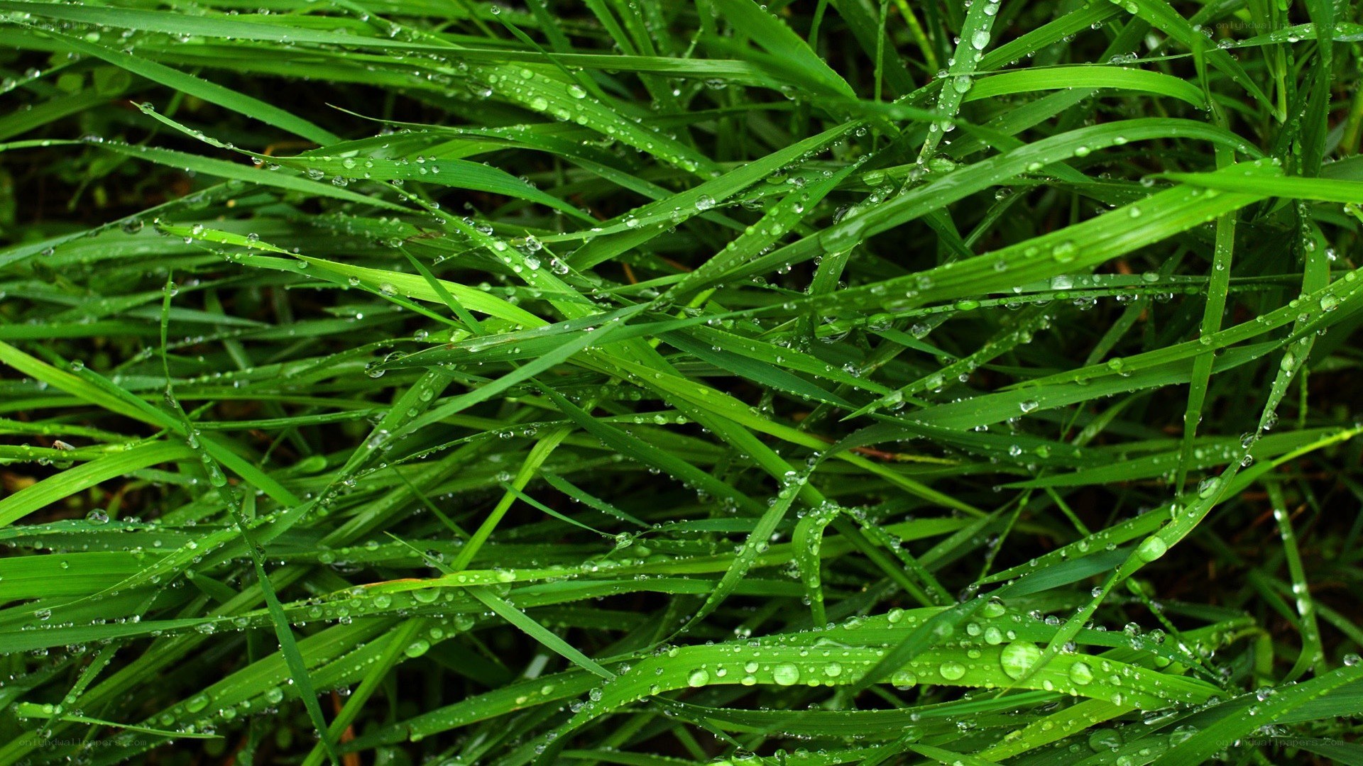 Green grass with water droplets