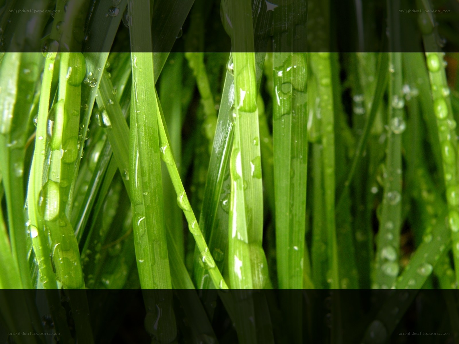 green grass with water droplets