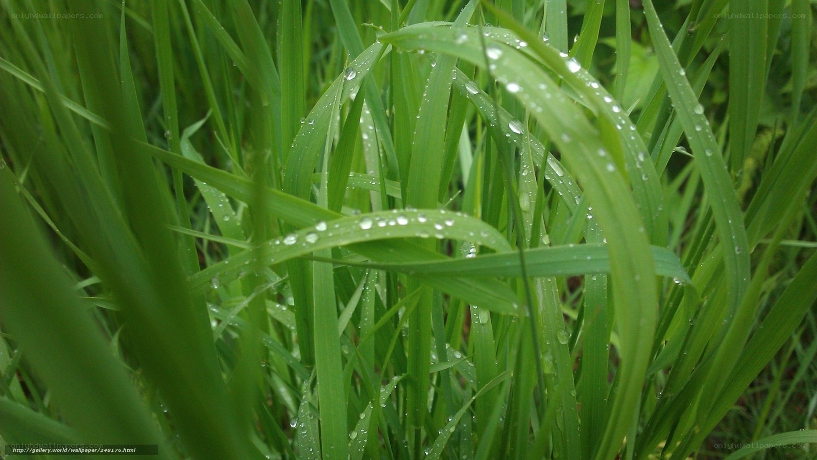 Green grass with water droplets