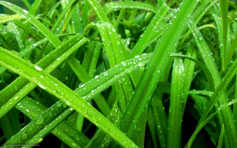 Green grass with water droplets